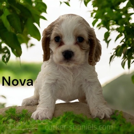 puppy, for, sale, Cocker Spaniel, Joe & Cherri  Overlease, dog, breeder, Miller, MO, dog-breeder, puppy-for-sale, forsale, nearby, find, puppyfind, locator, puppylocator, aca